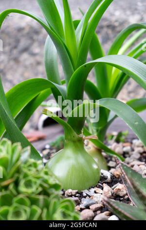 Schwangere Zwiebelbirne Ornithogalum Caudatum mit sukkulenten Wurzeln wächst in Sukkulenten-Container in einem barbicanischen Garten City of London UK KATHY DEWITT Stockfoto