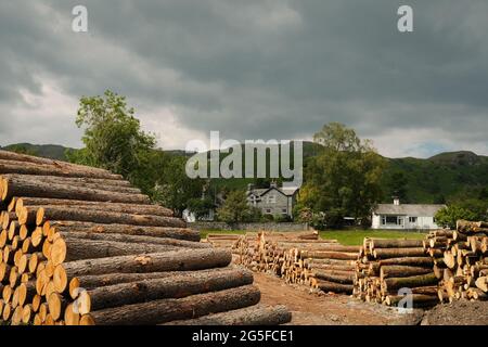 Stapel von Baumstämmen im Elterwater Village im Lake District, Cumbria, Großbritannien. Stockfoto