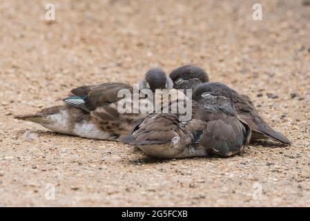 Entlein aus ruhenden Mandarinen (Aix galericulata) Stockfoto