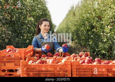 Anbau und Anbau von Bio-Produkten und saisonaler natürlicher Ernte. Happy Millennial Frau überprüfen Qualität und genießen gute Produkte in der Nähe von vielen Boxen wit Stockfoto