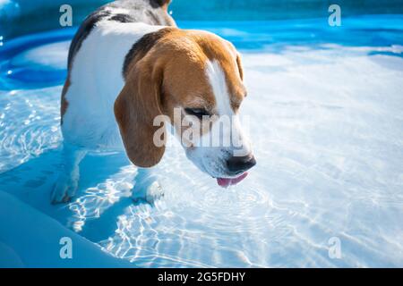 Ein süßer Beagle-Hund im Schwimmbad, der sich im Sommer abkühlt. Stockfoto