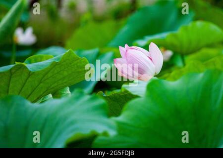 27. Juni 2021-Südkorea, Sangju-in Dieses Foto wurde am 7. Juli 2019 aufgenommen. Eine farbenfrohe Lotusblüte am Lotusteich in Sangju, südlich von Seoul, Südkorea. Stockfoto