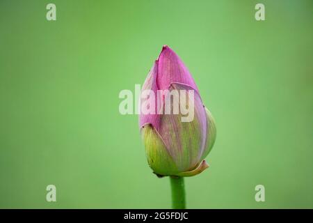 27. Juni 2021-Südkorea, Sangju-in Dieses Foto wurde am 7. Juli 2019 aufgenommen. Eine farbenfrohe Lotusblüte am Lotusteich in Sangju, südlich von Seoul, Südkorea. Stockfoto