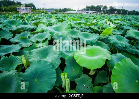 27. Juni 2021-Südkorea, Sangju-in Dieses Foto wurde am 7. Juli 2019 aufgenommen. Eine farbenfrohe Lotusblüte am Lotusteich in Sangju, südlich von Seoul, Südkorea. Stockfoto