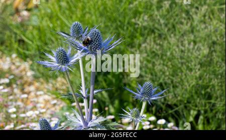 Blaue Sommerblumen von Eryngium bourgatii / Blaue Meerjungfrau mit Biene Juni UK Stockfoto