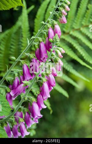 Zwei Stacheln mit Fuchshandschuhen und Farnen im Hintergrund Stockfoto