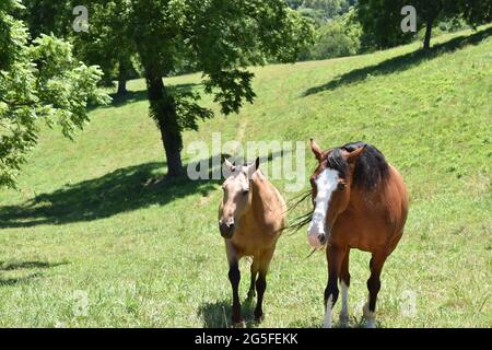 Zwei Pferde, die auf einem Bauernhof einen Hügel hinauflaufen. Stockfoto