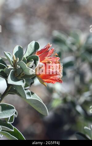 Australische einheimische Wildrose Diplolaena grandiflora, Familie Rutaceae. Endemisch in Westaustralien. Auch bekannt als Tamala Rose. Stockfoto