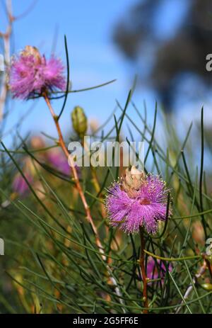 Australische einheimische violette Blüten der drahtigen Honigmyrtle Melaleuca filifolia Familie Myrtaceae. Endemisch an der zentralen Westküste von Western Australia Stockfoto