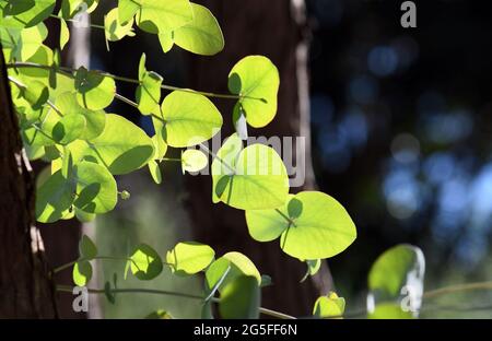 Hinterleuchtete junge eiskalt Blätter der australischen einheimischen Silver Dollar Gummibaum, Eucalyptus cinerea, Familie Myrtaceae. Auch bekannt als Argyle Apple Stockfoto