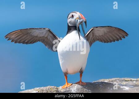 Atlantic Puffin (Fratercula Arctica) steht mit einem Schnabel voller Sandaale und Flügel, die auf der Isle of May, Fife, Schottland, Großbritannien, ausgestreckt sind Stockfoto