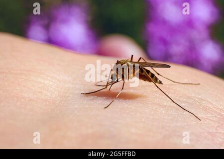 Culex pipiens füttert einen menschlichen Wirt. Makro der gewöhnlichen Hausmücke, die Blut saugt. Stockfoto