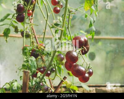 Lila Tomaten auf Zweig im Gewächshaus. Bio-Tomaten. Gartenkonzept Stockfoto