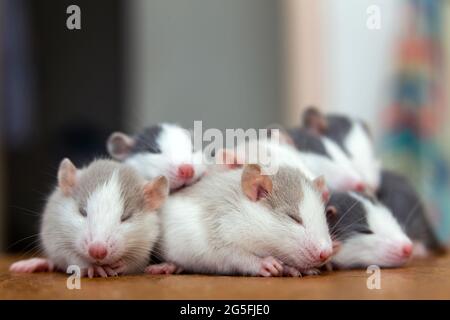 Viele kleine lustige Babyratten wärmen sich zusammen auf einer auf der anderen. Stockfoto