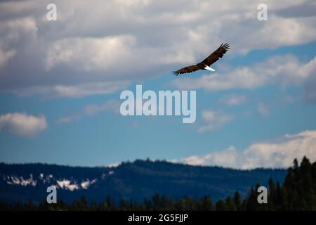 Weißkopfseeadler (Haliaeetus leucocephalus), der in Wyoming mit Kopieplatz fliegt, horizontal Stockfoto