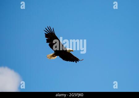 Weißkopfseeadler (Haliaeetus leucocephalus), der in Wyoming mit Kopieplatz fliegt, horizontal Stockfoto