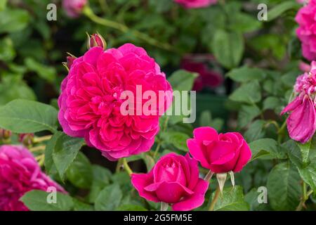 Nahaufnahme einer tiefrosa Strauchrose namens Rosa James L Austin, die in einem englischen Sommergarten blüht. Ein schöner rosafarbener David Austin Rosenstrauch. VEREINIGTES KÖNIGREICH Stockfoto