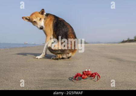 Eine rote Geisterkrabe und ein streunender Hund genießen einen Strand frei von Touristen in Cox's Bazar in Bangladesch. Die rote Geisterkrabbe wurde bedroht, da Touristen ihren Lebensraum verletzen. Die COVID 19-Pandemie und die darauf folgende Abwesenheit von Touristen haben den Krebsen jedoch eine wohlverdiente Chance gegeben, sich zu erholen. Stockfoto