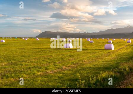 Eingewickelte Heuballen in einem grünen Feld, das im Sommer von untergehenden Sonnenstrahlen erleuchtet wird. Berge sind im Hintergrund. Stockfoto