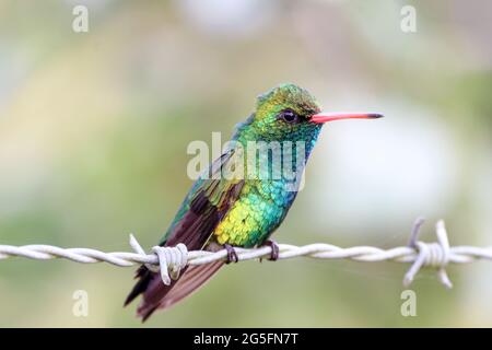 Glitzerbauchiger Smaragd (Chlorostylbon lucidus) isoliert auf einem Stacheldraht über einem unscharfen Hintergrund. Stockfoto