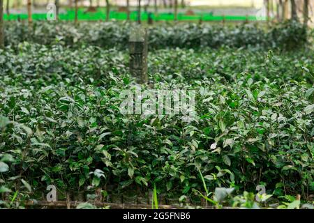 Moulvibazar, Bangladesch - 19. Juni 2021: Arbeiterinnen bereiten in Srimangal in Moulvibazar, Bangladesch, Boden für die Herstellung von Teesetzeln vor. Stockfoto