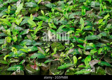 Moulvibazar, Bangladesch - 19. Juni 2021: Arbeiterinnen bereiten in Srimangal in Moulvibazar, Bangladesch, Boden für die Herstellung von Teesetzeln vor. Stockfoto