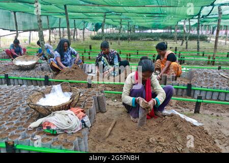 Moulvibazar, Bangladesch - 19. Juni 2021: Arbeiterinnen bereiten in Srimangal in Moulvibazar, Bangladesch, Boden für die Herstellung von Teesetzeln vor. Stockfoto