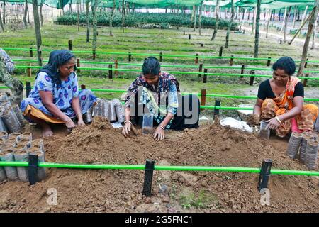 Moulvibazar, Bangladesch - 19. Juni 2021: Arbeiterinnen bereiten in Srimangal in Moulvibazar, Bangladesch, Boden für die Herstellung von Teesetzeln vor. Stockfoto