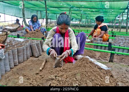 Moulvibazar, Bangladesch - 19. Juni 2021: Arbeiterinnen bereiten in Srimangal in Moulvibazar, Bangladesch, Boden für die Herstellung von Teesetzeln vor. Stockfoto