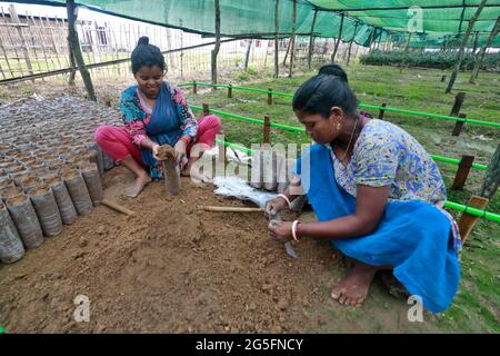 Moulvibazar, Bangladesch - 19. Juni 2021: Arbeiterinnen bereiten in Srimangal in Moulvibazar, Bangladesch, Boden für die Herstellung von Teesetzeln vor. Stockfoto