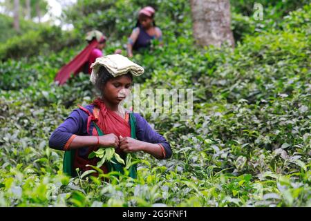 Moulvibazar, Bangladesch - 19. Juni 2021: Arbeiterinnen pflücken Teeblätter aus einem Teegarten bei Srimangal in Moulvibazar. Srimangal wird der Tee capi genannt Stockfoto