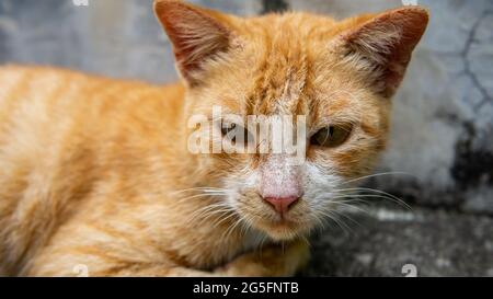 Nahaufnahme einer orangen, obdachlosen Katze, die auf dem Hintergrund einer grauen, alten Wand liegt Stockfoto