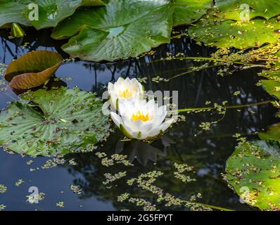 Weiße Seerose blüht im Teich Stockfoto