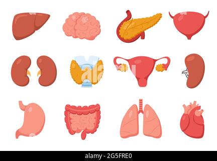 Innere Organe. Herz, Magen, Bauchspeicheldrüse, Niere, Leber, Gehirn, Darm. Cartoon menschlichen inneren Körper Organ Anatomie Illustration Vektor-Set. Medizinisches Gesundheitssystem, innere Körperanatomie Stock Vektor