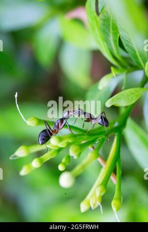 Gartenameisen tauschen flüssige Lebensmittel aus. Ameisen teilen sich Essen. Stockfoto