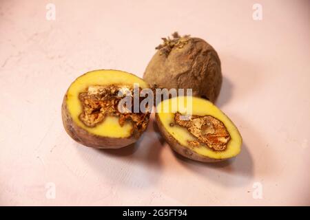 Schlechte Kartoffeln durch Fäule und Pilz betroffen. Kartoffelkrankheiten. Verderb von Kartoffeln durch unsachgemäße Lagerung. Stockfoto