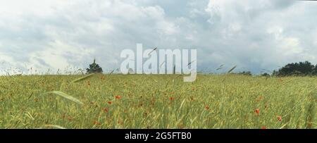 Weizenfeld mit Mohnblumen unter einem bewölkten Himmel Stockfoto