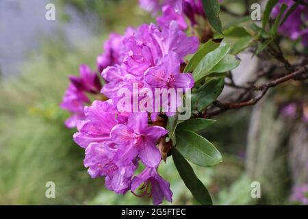 Rhododendronblume Aus Nächster Nähe. North Yorkshire Stockfoto
