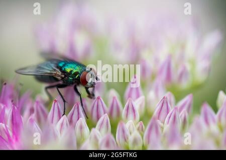 Chrysomya Megacephala (männlich) oder besser bekannt als Oriental Latrine Fliegen schweben und bestäuben eine schöne Blume im Frühling Stockfoto