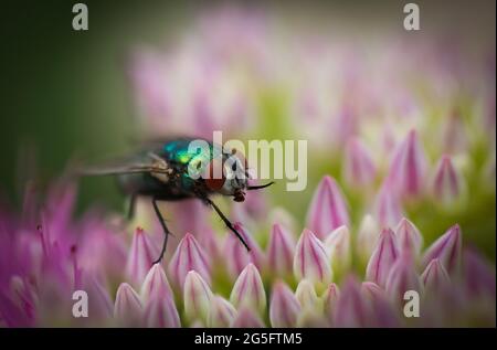 Chrysomya Megacephala (männlich) oder besser bekannt als Oriental Latrine Fliegen schweben und bestäuben eine schöne Blume im Frühling Stockfoto