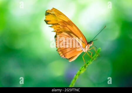 Dryas iulia (julia), bekannt als Julia-Schmetterling, Julia heliconian, die Flamme, oder Flambeau, ist eine Art von bürstenfußigen (oder nymphaliden) Schmetterling. Stockfoto