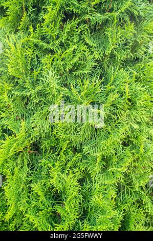 Schöner immergrüner Wacholderbusch, an einem Sommertag. Hintergrund. Stockfoto