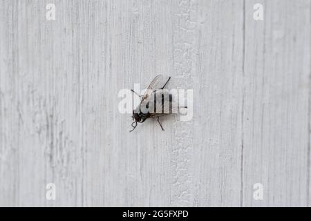Fliegen Sie auf einer weißen Holzwand Stockfoto