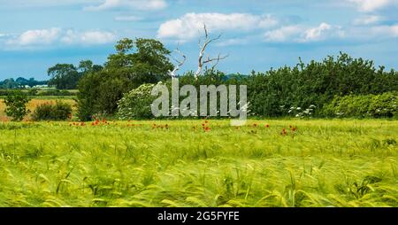 Getreidefeld mit roten Mohnblumen und Steaks, einblügiger Baum, Cotswolds Stockfoto
