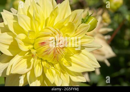 Schöne, riesige 10' gelbe Dahlia namens Advance. Stockfoto