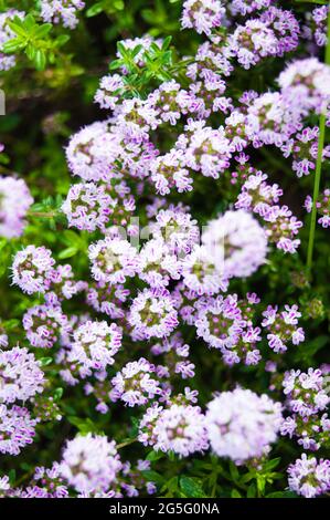 Nahaufnahme eines üppig blühenden Thymians. Die Blüten sind lila Stockfoto