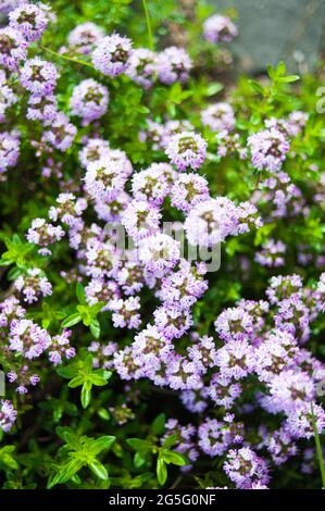 Nahaufnahme eines üppig blühenden Thymians. Die Blüten sind lila Stockfoto