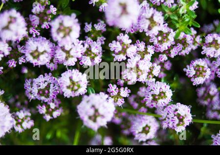 Nahaufnahme eines üppig blühenden Thymians. Die Blüten sind lila Stockfoto