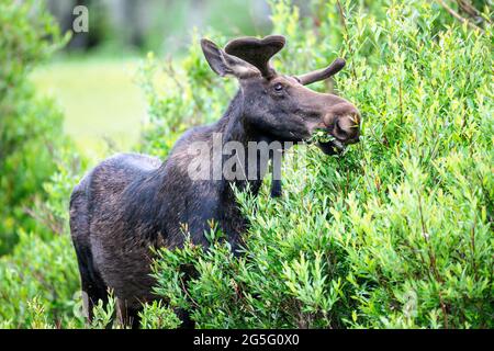 Ein Bullenelch knabbert auf Weiden. Stockfoto