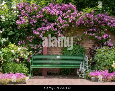 Velchenblau Wanderrose mit lila magentafarbenen Blüten, die eine grüne Bank umgeben, im Eastcote House Gardens, einem historischen ummauerten Garten in London, Großbritannien. Stockfoto